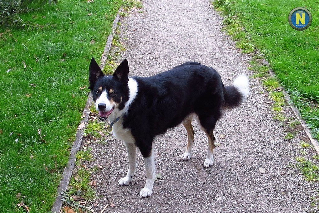 Janey on a walk.