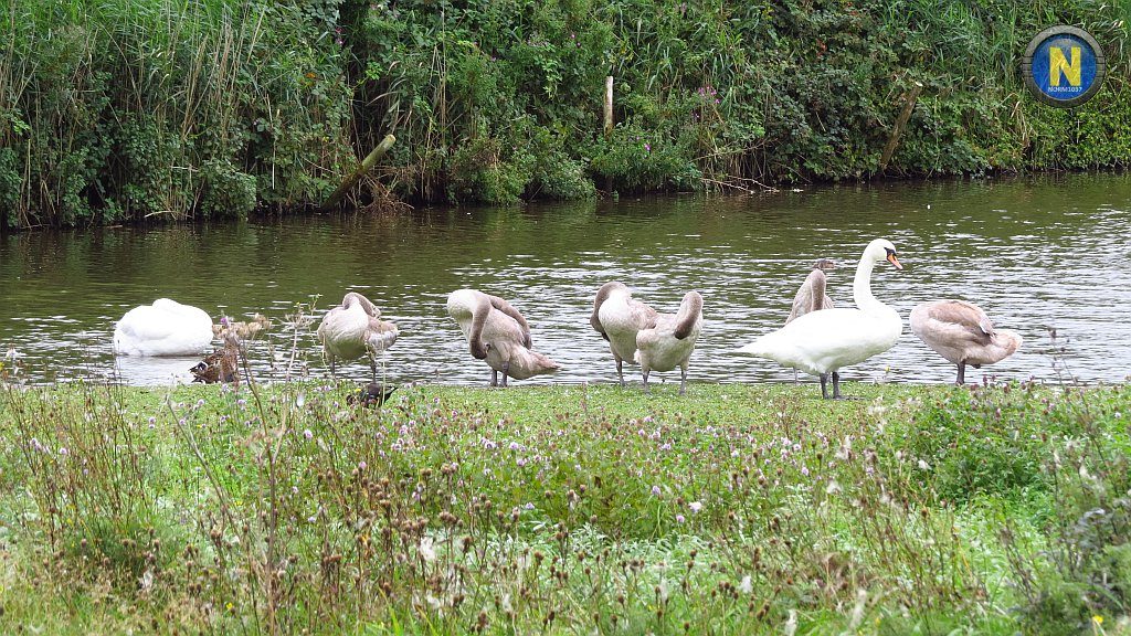 Swans and 6 cygnets