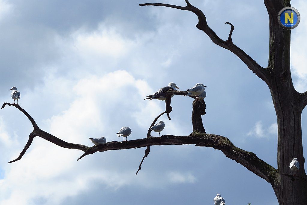 Gulls discussing the papers.