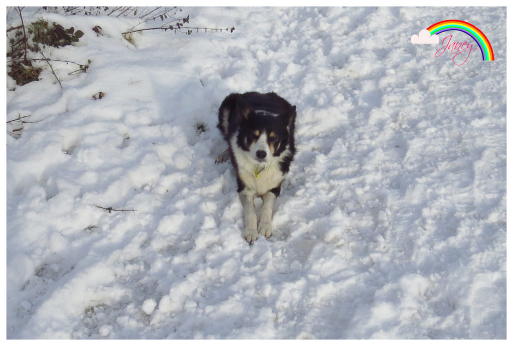 Janey lying in the snow