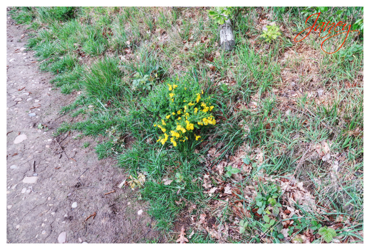 Small gorse bush growing.