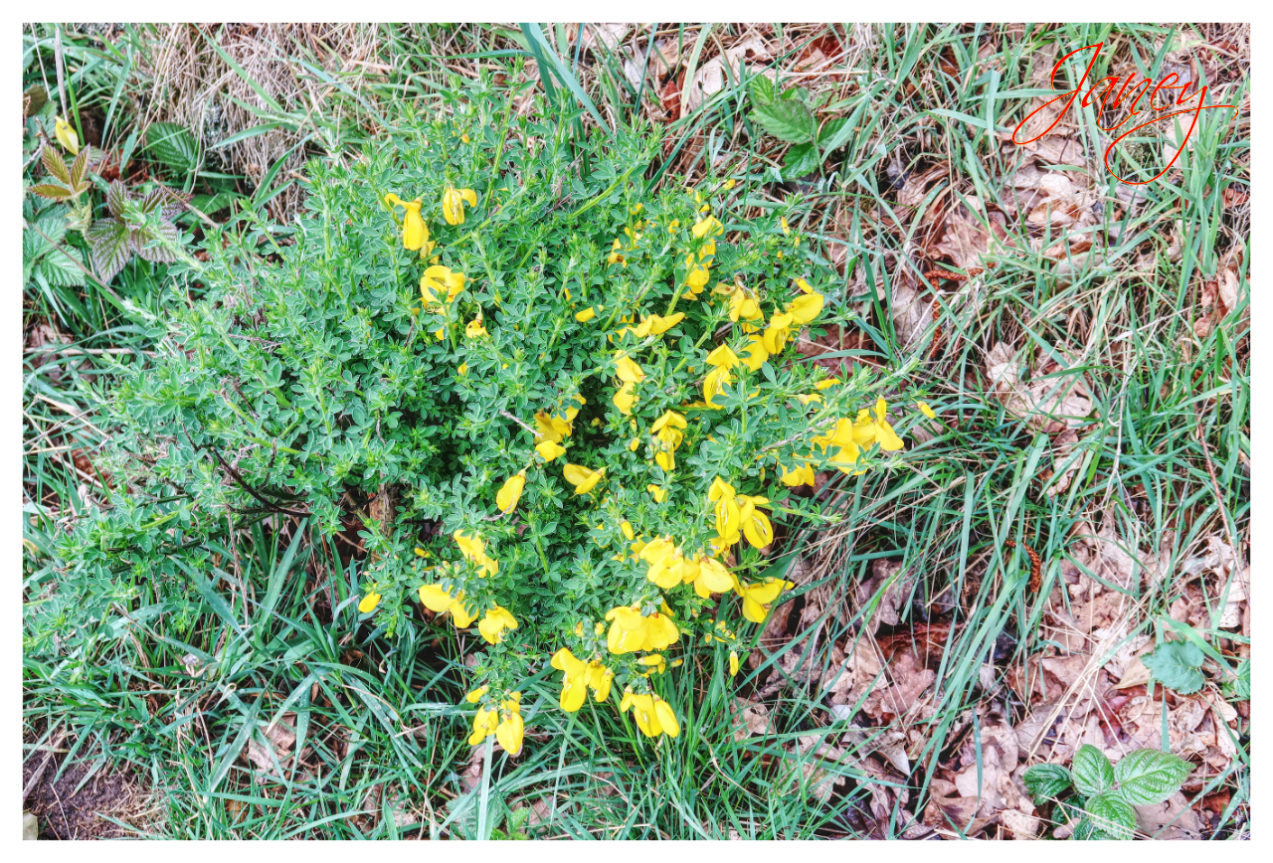 Close up of small gorse bush growing.