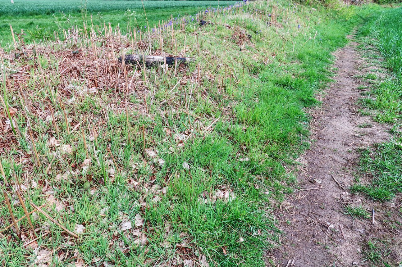 10 years ago this portion of the fence and hedgerow was burnt down. It's just about starting to recover now.