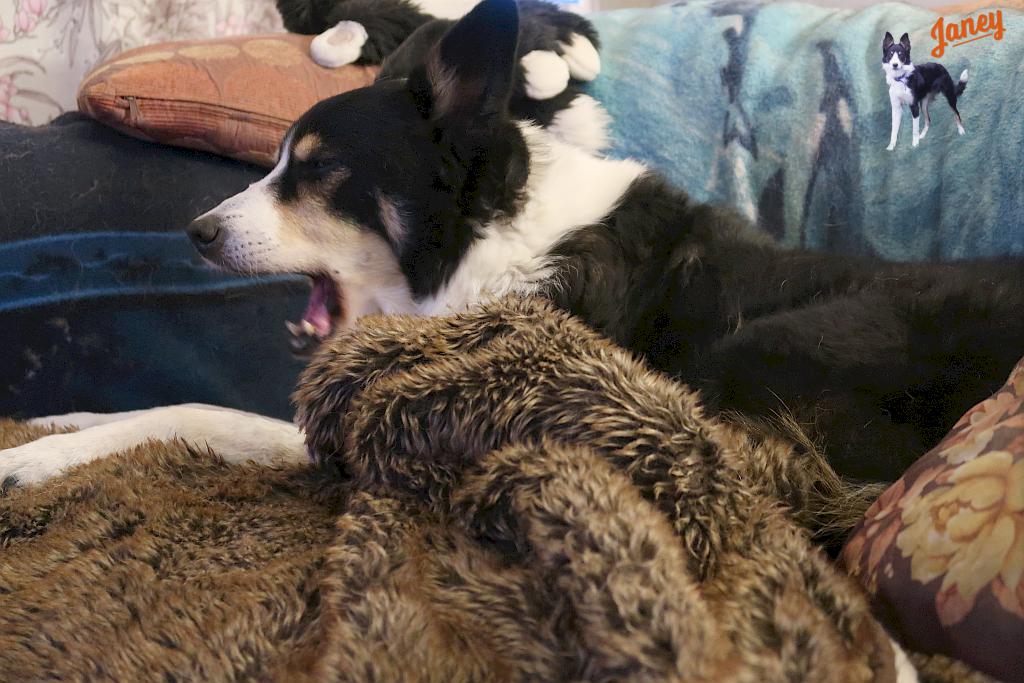 Janey yawning on her blanket.