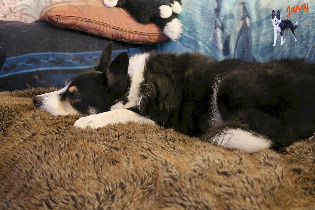 Janey on her furry blanket.