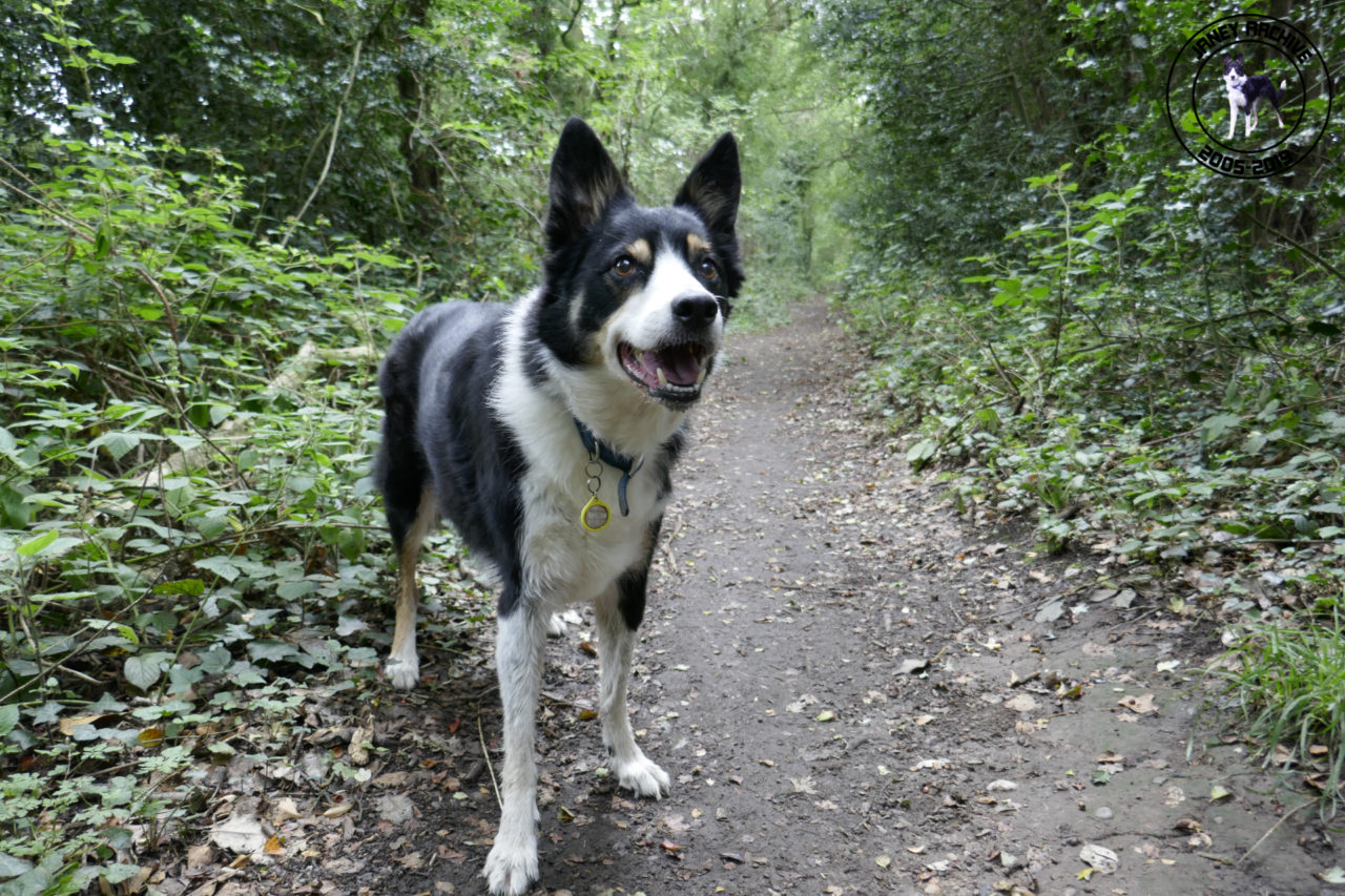 Janey picking up a scent in the woods