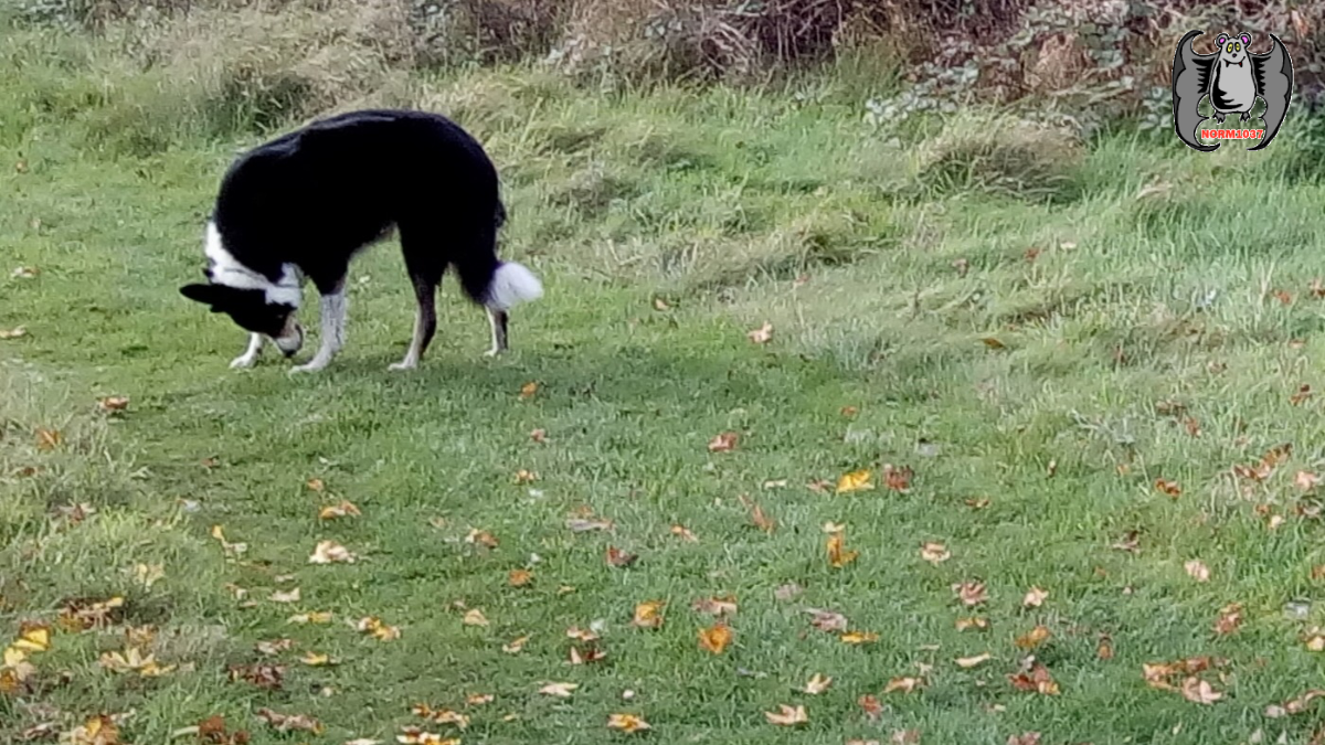 Janey sniffing dead leaves.