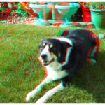 Janey resting on the lawn.